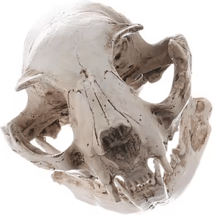Inspire Curations Realistic Resin Cat Skull Model Anatomy Teaching & Gothic Home Decor Collectible Realistic Resin Cat Skull Model Anatomy Teaching & Gothic Home Decor Collectible