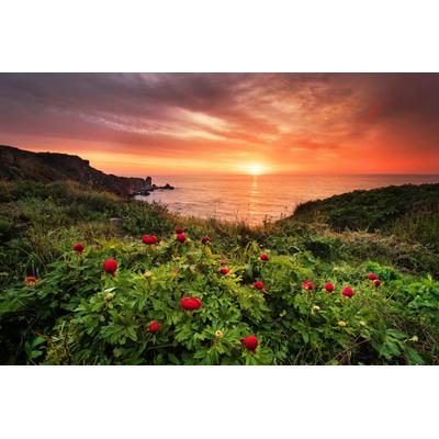 Papermoon "Blumenwiese am Meer"