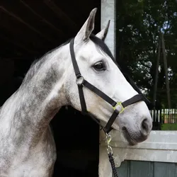 EQuest Halfter Regular Plus aus Polypropylen, schwarz - S / Pony