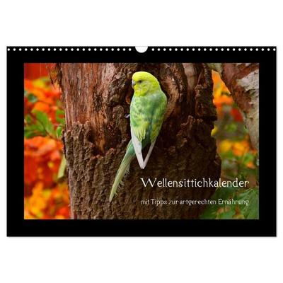 Wellensittichkalender mit Tipps zur artgerechten Ernährung (Wandkalender 2027 DIN A3 quer), CALVENDO Monatskalender