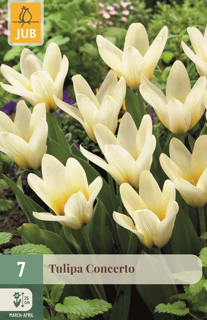 Tulipa Concerto JUB Tulp bloembollen, 7 stuks
