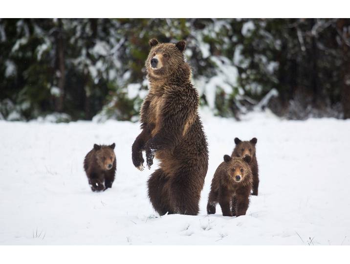 Fototapete PAPERMOON GRIZZLEY BÄR-MIT JUNGEN WINTER NATUR WILDE TIERE WALD , bunt, B:4m L:2,6m, Vlies, Tapeten, Fototapete