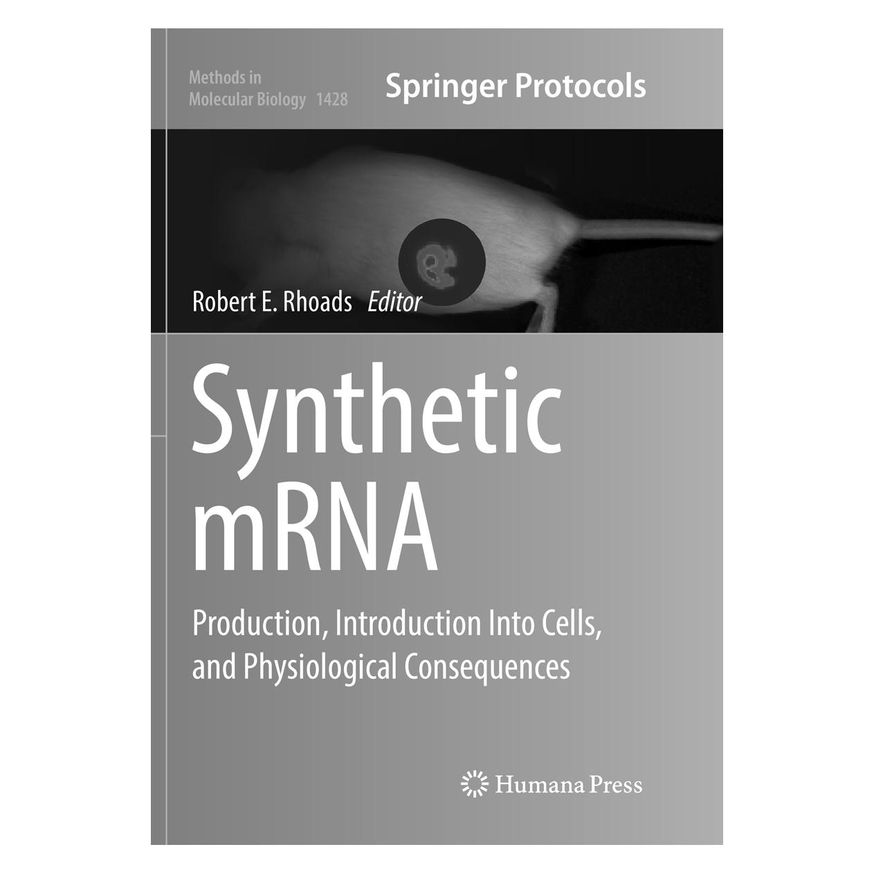 Springer Synthetic mRNA (Englisch, Softcover, Robert E. Rhoads) (55998782)