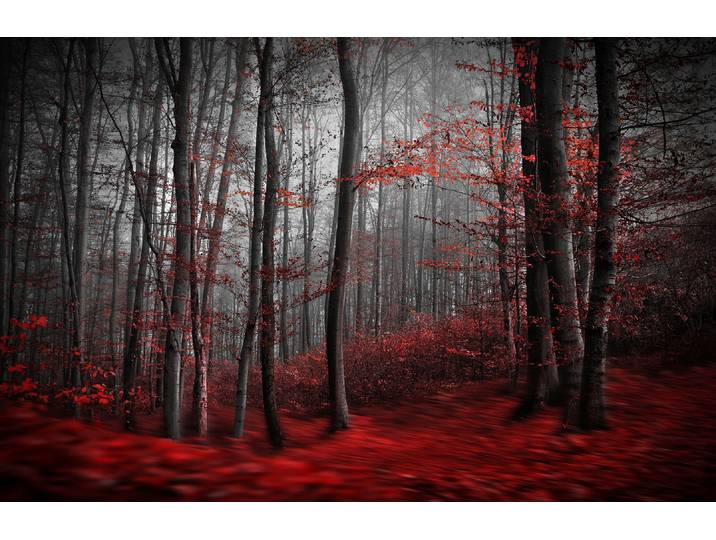 Fototapete PAPERMOON Photo-Art SAMANTA KRIVEC, BLUTIGER FORREST , bunt, B:5m L:2,8m, Vlies, Tapeten, Fototapete