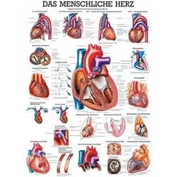 anat. Lehrtafel: Das menschliche Herz 70 x 100 cm, Papier