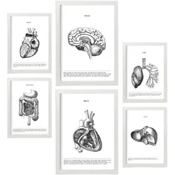POSTER Set Mit 6 Der Inneren Organe Sammlung A3 & A4 Weißer Rahmen