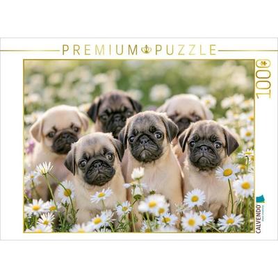 CALVENDO Puzzle Ein Motiv aus dem Kalender Edle Möpse | 1000 Teile Lege-Größe 64x48cm Foto-Puzzle für glückliche Stunden, von , Calvendo Puzzle