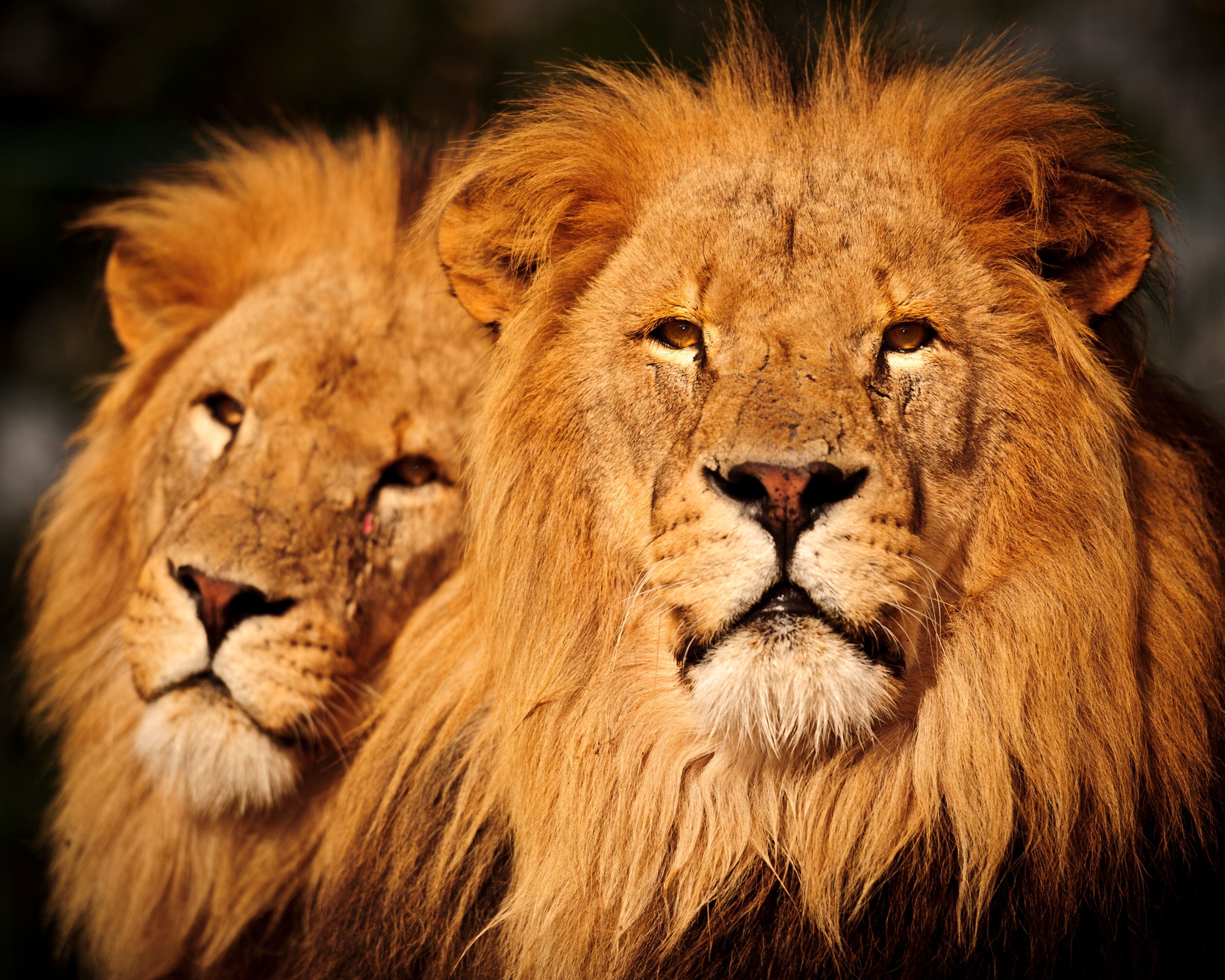 Fototapete PAPERMOON "Male Lions", bunt, B:3m L:2,23m, Vlies, Tapeten, Fototapete bunt B/L: 3m x 2,23m, Bahnen: 6 Stk.