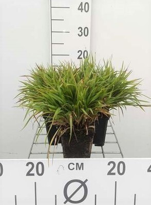 6 x Luzula pilosa Igel Bergbalse, Pot van 9 x 9 cm, GRDplanten