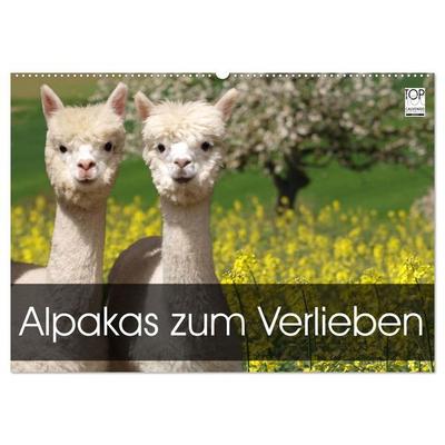 Alpakas zum Verlieben (Wandkalender 2026 DIN A2 quer), CALVENDO Monatskalender