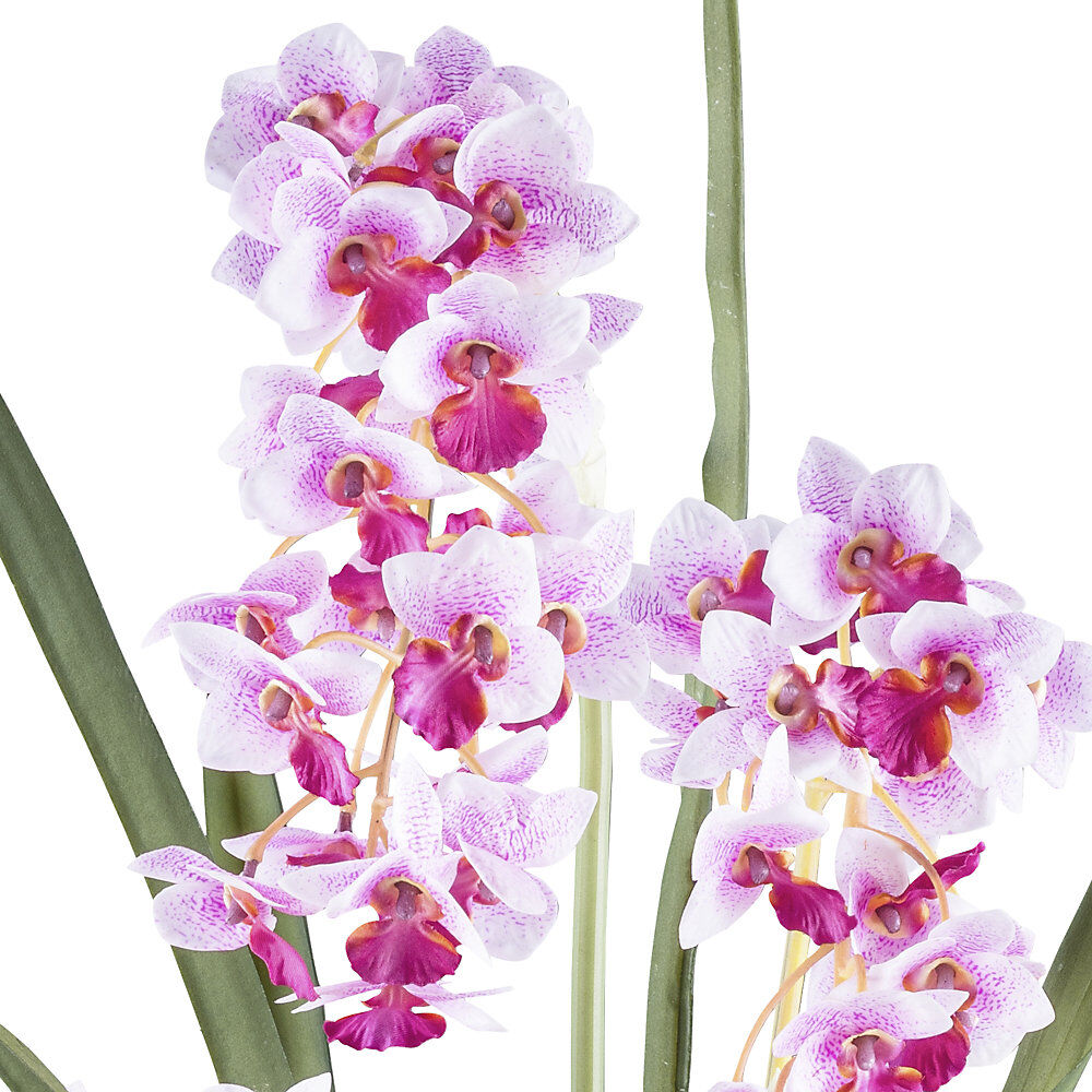 kaiserkraft Orchidee Cymbidie orientalis, Kunststofftopf, Höhe 800 mm, Blattfarbe Rosa