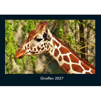 Giraffen 2027 Fotokalender DIN A4