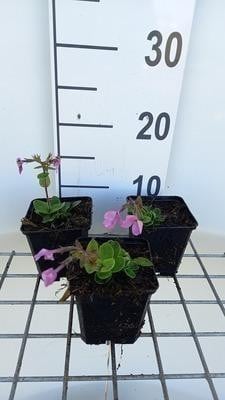 6 x Phlox stolonifera Home Fires Vlammende Phlox, Pot van 9 x 9 cm
