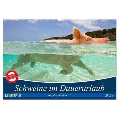 Schweine im Dauerurlaub auf den Bahamas! (Wandkalender 2027 DIN A2 quer), CALVENDO Monatskalender