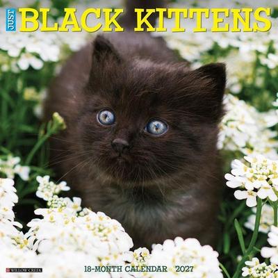 Black Kittens 2027 12 X 12 Wall Calendar