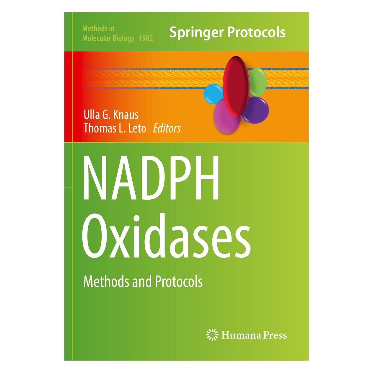 Springer NADPH Oxidases (Englisch, Softcover, Thomas L. Leto, Ulla G. Knaus) (56152885)