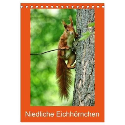 Niedliche Eichhörnchen (Tischkalender 2027 DIN A5 hoch), CALVENDO Monatskalender
