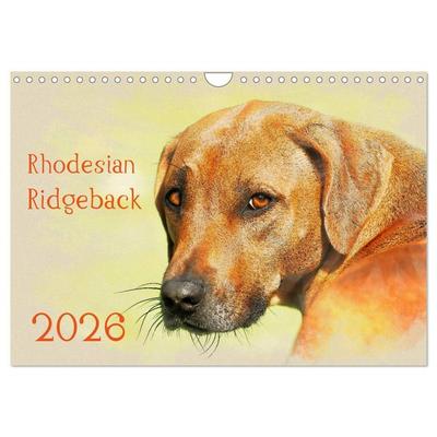 Rhodesian Ridgeback 2026 (Wandkalender 2026 DIN A4 quer), CALVENDO Monatskalender