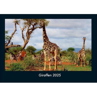 Giraffen 2025 Fotokalender DIN A4