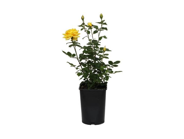 Edelrose Landora '®'