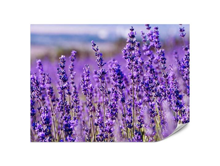 FOTOTAPETE für Schlafzimmer Lavendelfeld Blüten Provence 200x140
