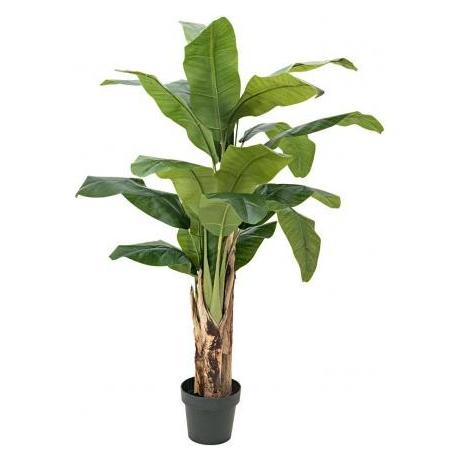 Europalms Bananenbaum (120 cm) (82509537)