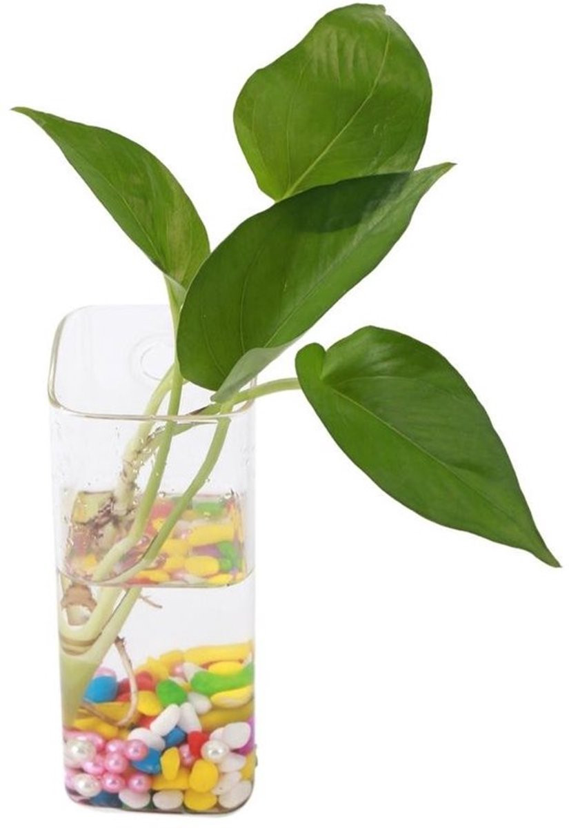Dailygoody Hydrocultuur Container - Hangende Glazen Vazen