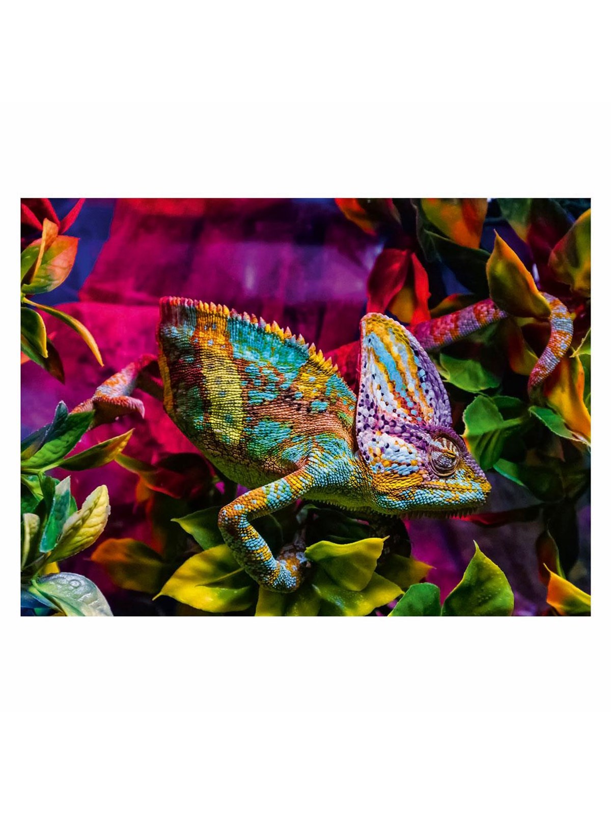 Ravensburger Jigsaw puzzle Colorful Animals Chameleon 500 pcs. 2D Puzzles