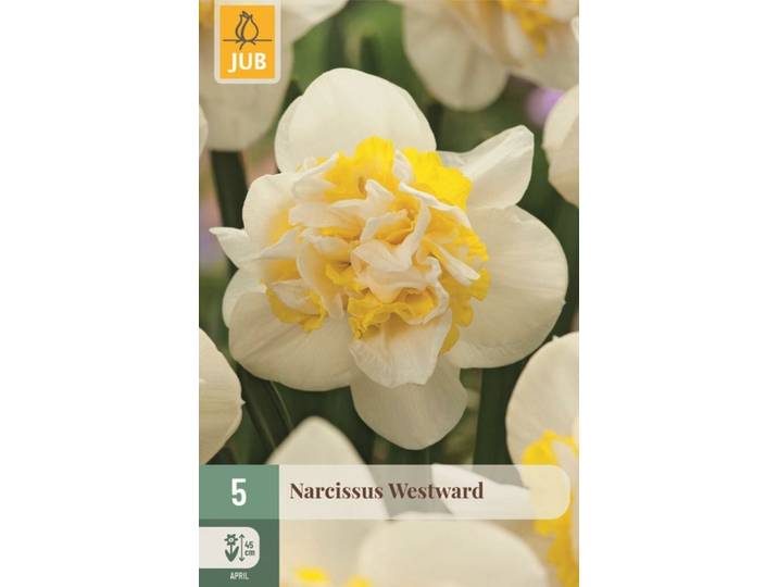 Narcis westward 5 bollen