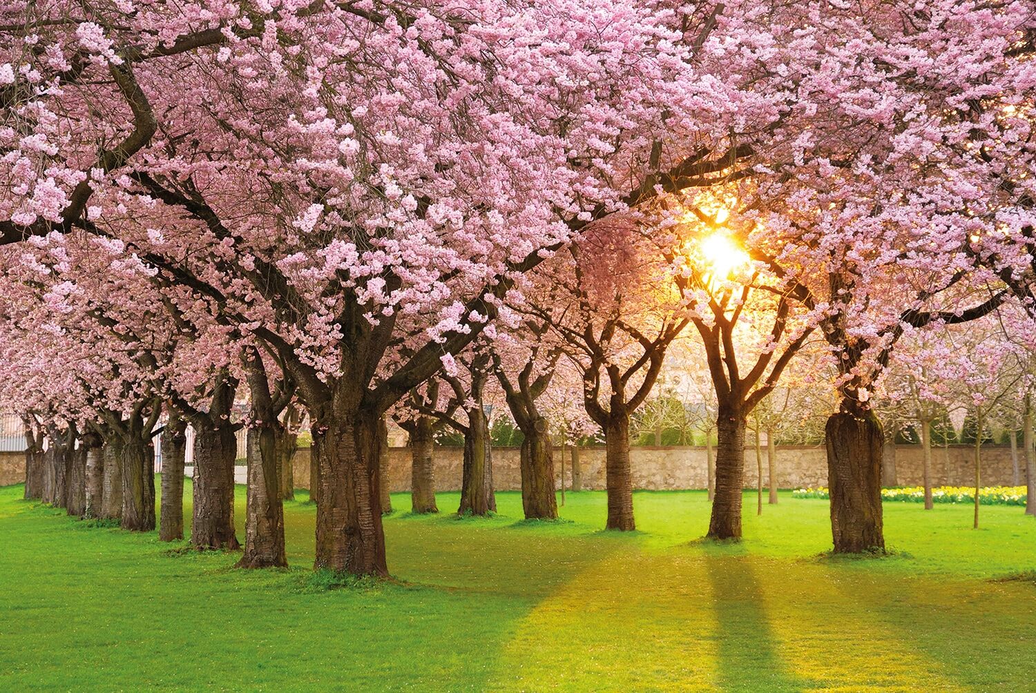 Fototapete PAPERMOON "Cherry Tree Garden", bunt, B:1,5m L:1,11m, Vlies, Tapeten, Fototapete bunt B/L: 1,5m x 1,11m