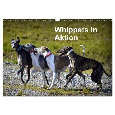 Whippets in Aktion (Wandkalender 2026 DIN A3 quer), CALVENDO Monatskalender