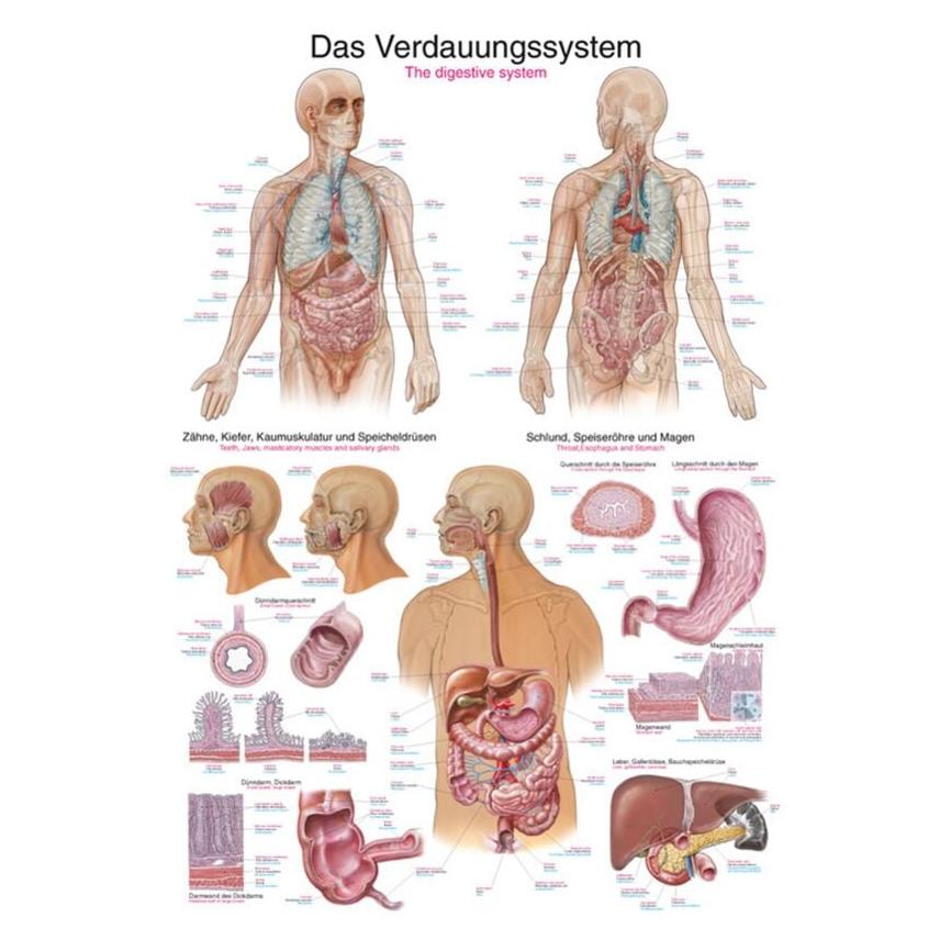 Erler Zimmer Lehrtafel Das Verdauungssystem, 50x70 cm (EZ-AL517)