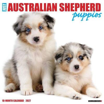 Australian Shepherd Puppies 2027 12 X 12 Wall Calendar