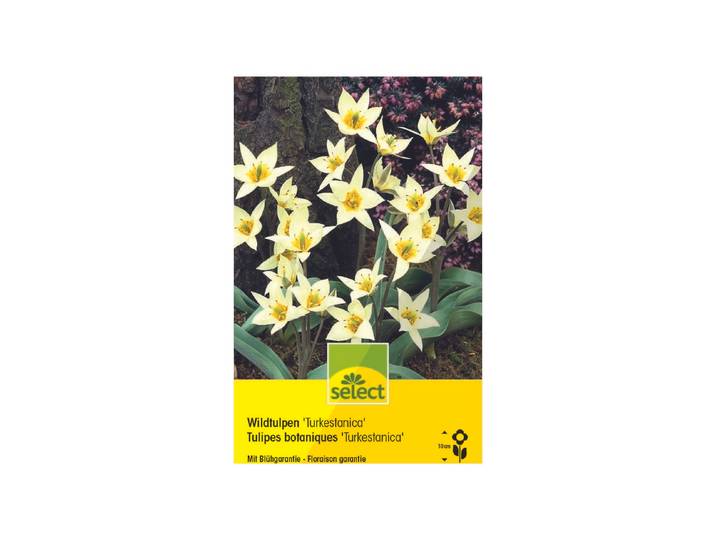 Select Blumenzwiebel Tulpen Turkistanica ''