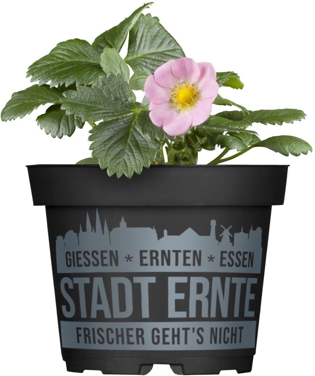 Pflanzen Erdbeere Pink Wonder Stadt Ernte H ca 20 cm 17 cm Topf