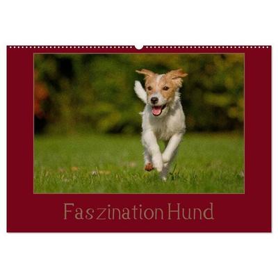 Faszination Hund (Wandkalender 2026 DIN A2 quer), CALVENDO Monatskalender