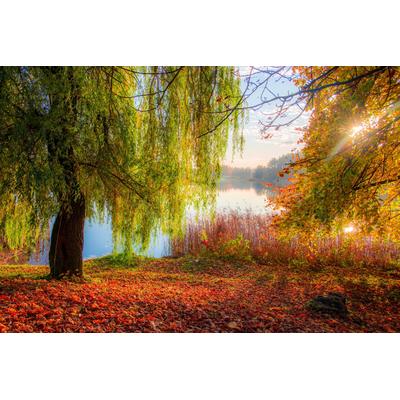 Fototapete PAPERMOON "HERBST-SEE-SONNE WALD UFER WASSER WALD BÄUME STRAND", bunt, B:4m L:2,6m, Vlies, Tapeten