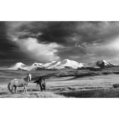 Fototapete PAPERMOON "Pferde, Steppe Schwarz & Weiß", schwarz (schwarz, weiß), B:2,5m L:1,86m, Vlies, Tapeten