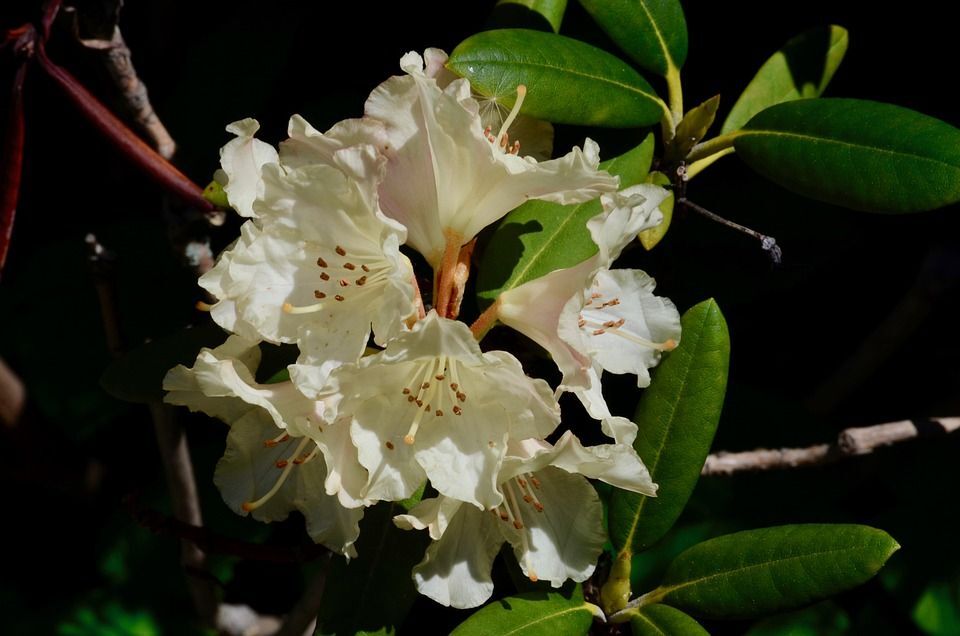 Pflanzen Rhododendron INKARHO ® weiß 5 l Container