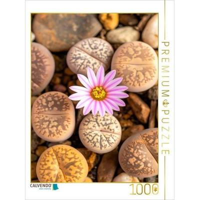 CALVENDO Puzzle Lithops - Blühender lebender Stein | 1000 Teile Lege-Größe 64x48cm Foto-Puzzle für glückliche Stunden