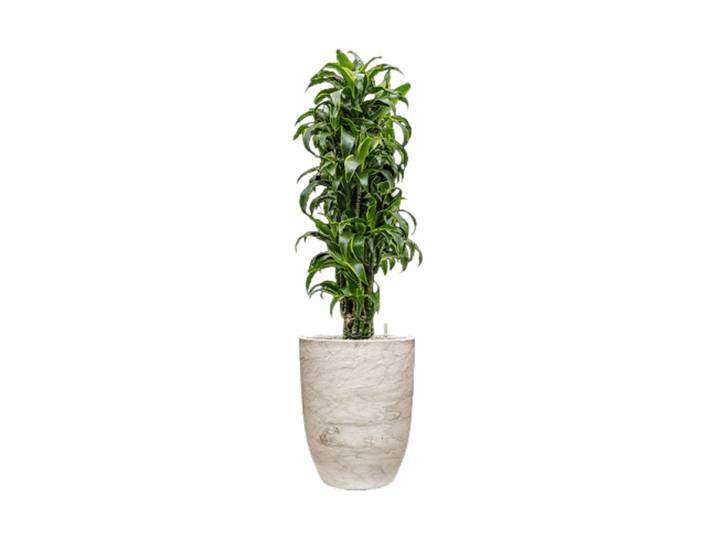 Pflanzen Arrangement „Dracaena fragrans 'Dorado' in Algar“, Höhe 160-170 cm Baq Design