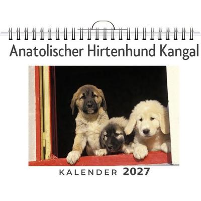 Anatolischer Hirtenhund Kangal