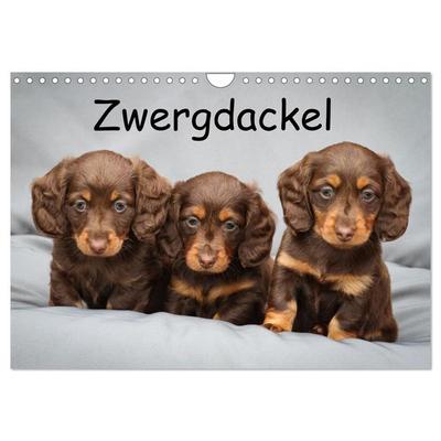 Zwergdackel von Kadi (Wandkalender 2025 DIN A4 quer), CALVENDO Monatskalender