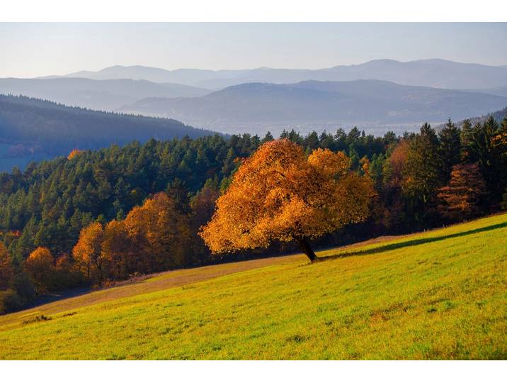 Fototapete PAPERMOON Wald Landschaft , bunt, B:2m L:1,49m, Vlies, Tapeten, Fototapete