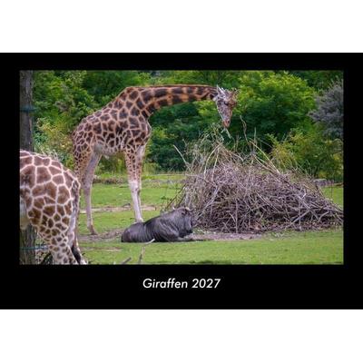 Giraffen 2027 Fotokalender DIN A3