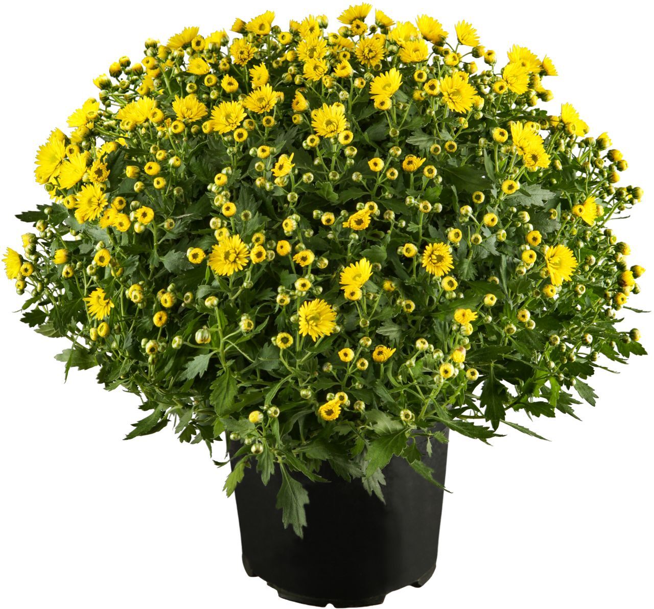 Pflanzen Chrysanthemen Busch 15 cm Topf