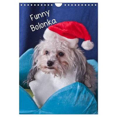 Funny Bolonka (Wandkalender 2027 DIN A4 hoch), CALVENDO Monatskalender