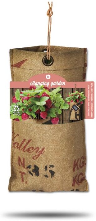 Baza Seeds hängender Garten extra süße Erdbeere