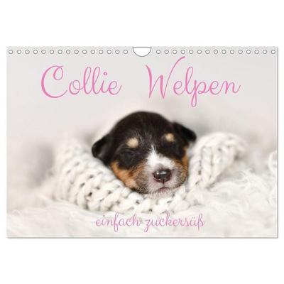 Collie Welpen einfach zuckersüß (Wandkalender 2027 DIN A4 quer), CALVENDO Monatskalender