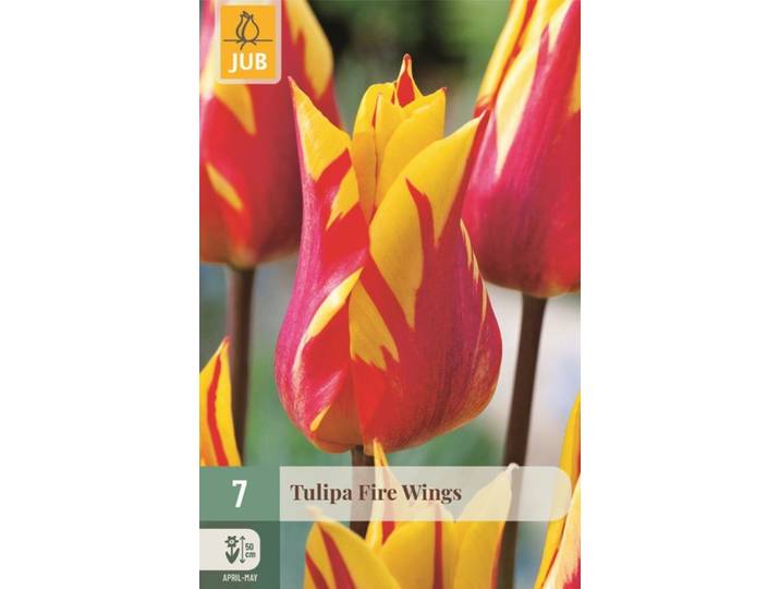 Tulp fire wings 7 bollen
